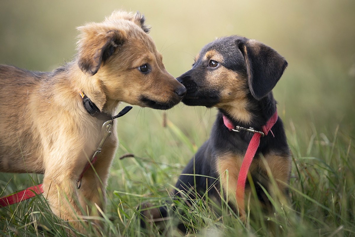 Tracking Healthy Puppy Growth: Weight Charts